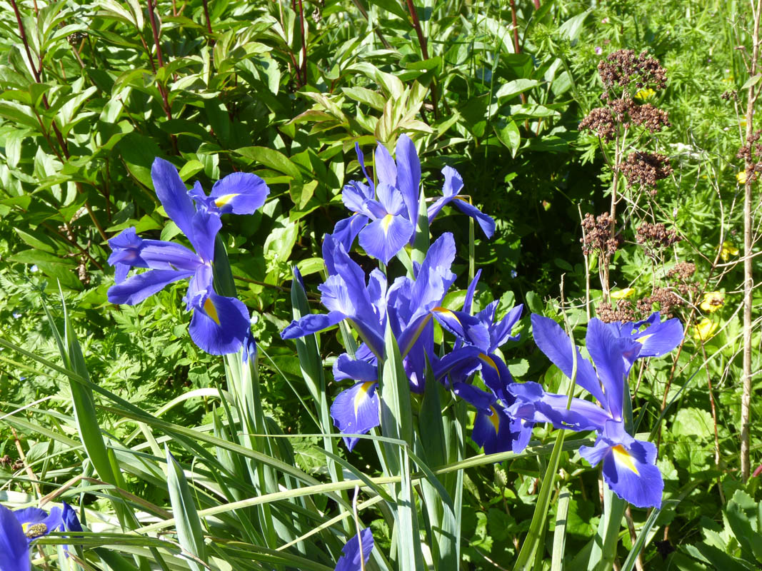 Iris hollandica hort. photo